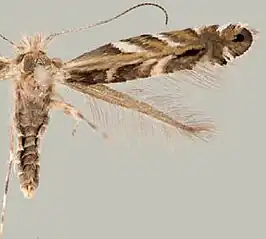 Macrosaccus neomexicanus