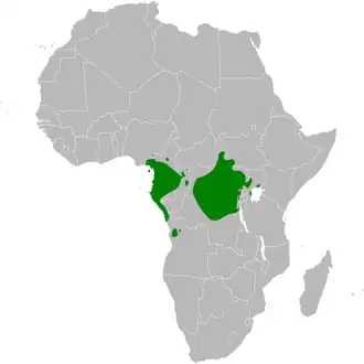 Gele langsnavelzanger