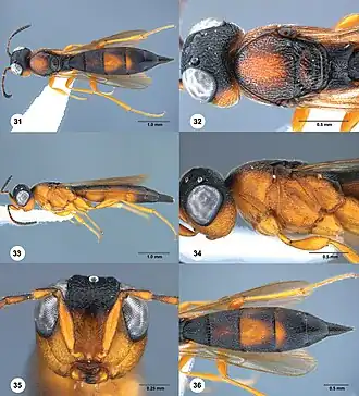 Macroteleia variegata