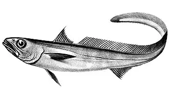 Patagonische grenadier