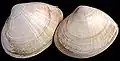 Grote strandschelp (Mactra stultorum cinerea)