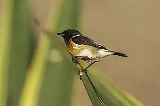 Madagaskarroodborsttapuit