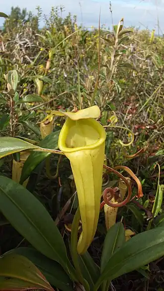 Nepenthes madagascariensis