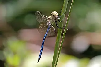 Anax tumorifer