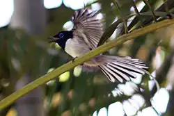 Madagaskarparadijsmonarch