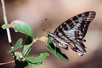 Graphium evombar