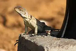 Madagaskar-halsbandleguaan