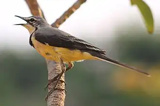 Madagaskarkwikstaart