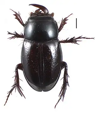 Orphninae