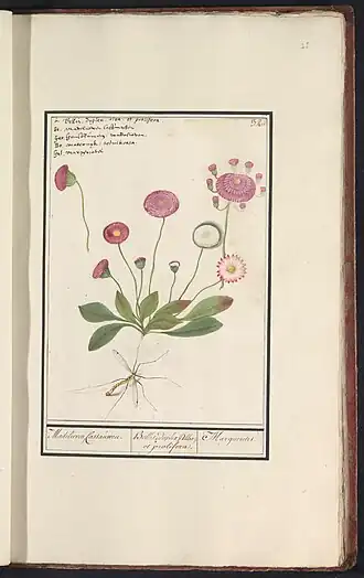 tekening Langpootmug en madeliefje