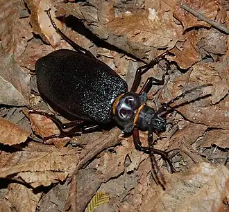 Acanthinodera cumingi