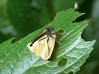 Neoitamus angusticornis