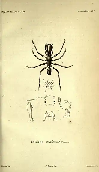 Myrmarachne manducator