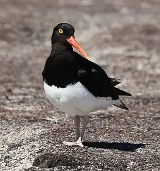 Magelhaenscholekster