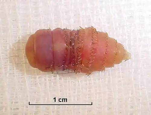 Gasterophilus intestinalis pop