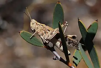 Phaulacridium crassum