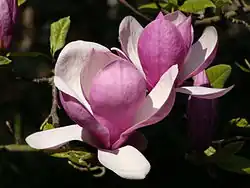 Magnolia × soulangeana 'Lennei', vanwege de kelkvorm van de bloem en de diepe kleur van de buitenkant van de bloemdekbladeren, veel gebruikt om mee verder te kruisen
