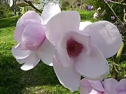 Magnolia × 'Iolanthe', een van de Jury-hybriden met enorme bloemen, en een afstammeling van 'Lennei'