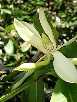 Ongedifferentieerde bloemdekbladeren met daarboven meeldraden en tot slot vruchtbeginsels in een bloem van Magnolia fraseri.