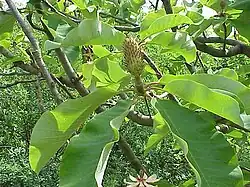 Kenmerkende symmetrische verzamelvrucht van Magnolia obovata.