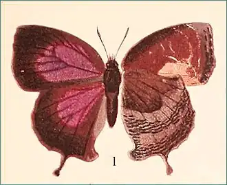 Amblypodia hainana