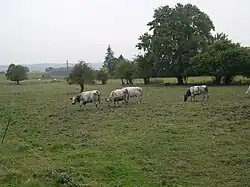 Direct buiten de dorpskern begint het licht golvend, agrarisch gebied