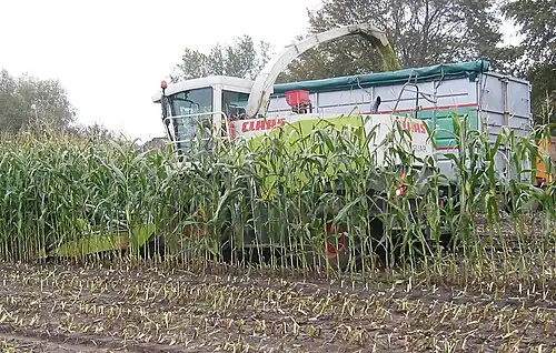 Oogst van snijmaïs