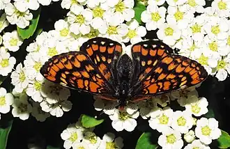 Roodbonte parelmoervlinder