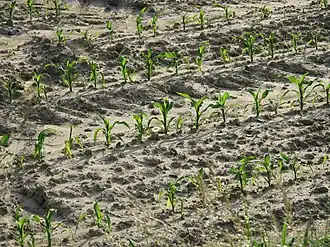 Mais (Zea mais) (een eenzaadloggige)