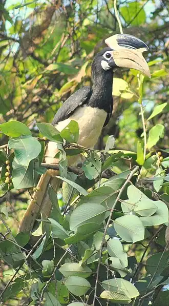 Malabarneushoornvogel