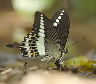 Papilio liomedon