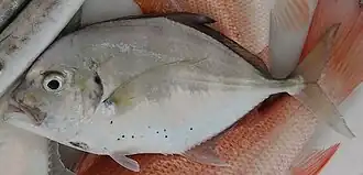 Carangoides malabaricus