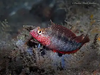 Malacoctenus macropus