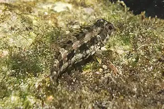 Malacoctenus tetranemus