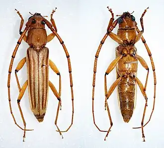 Malacopterus tenellus