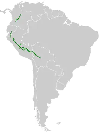 Okerborstbaardkoekoek