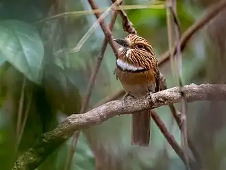 Malacoptila striata minor