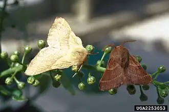 Malacosoma californicum