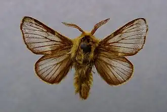 Malacosoma franconica