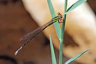 Pseudagrion malgassicum