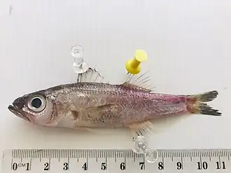 Malakichthys mochizuki