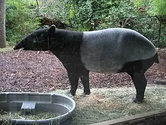 Indische tapir