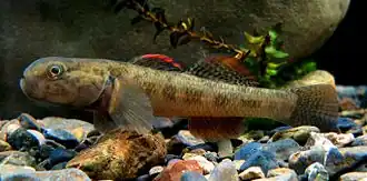 Gobiomorphus basalis