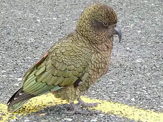 Kea (vogel)