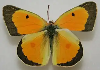 Colias eurytheme, ♂