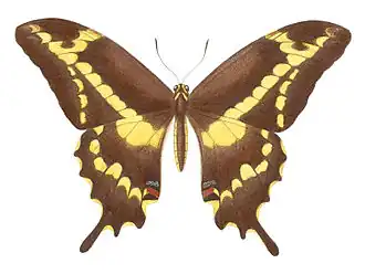 Papilio aristodemus
