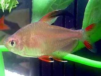 Roze tetra
