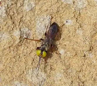 Tachysphex erythropus