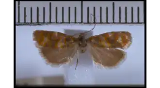 Harmologa reticularis