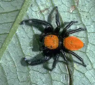Phidippus apacheanus